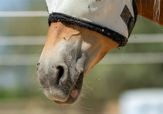 Garlic for Your Horse: What Are the Benefits?